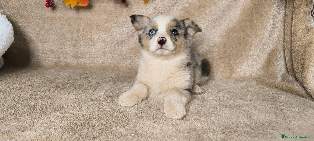 Welsh Corgi Cardigan perros en venta: Corgi  - Anuncio 4