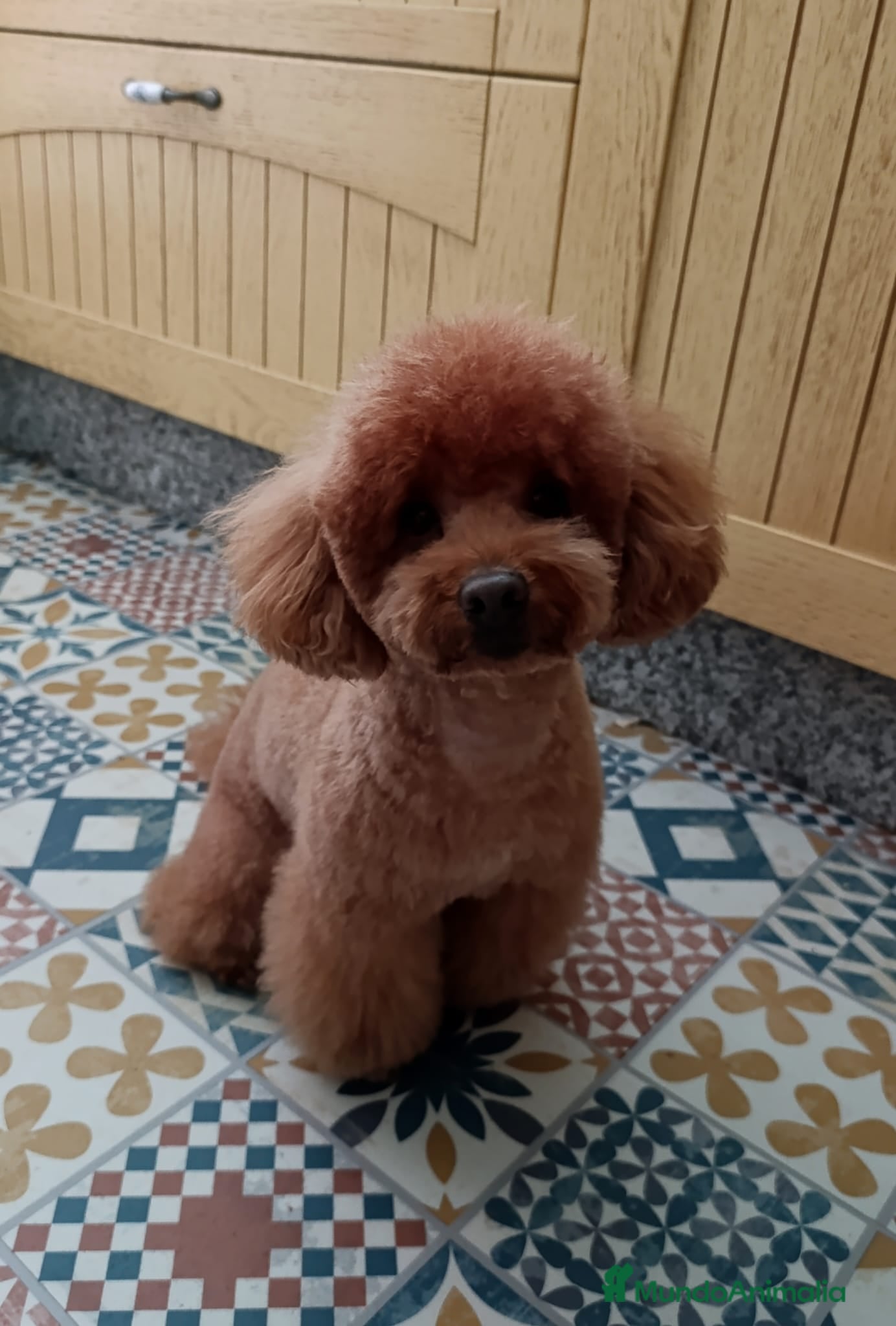 Maltipoo perros Machos y hembras maltipoo en España  - Anuncio 1