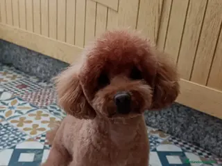 Maltipoo perros Machos y hembras maltipoo en España - Anuncio 1