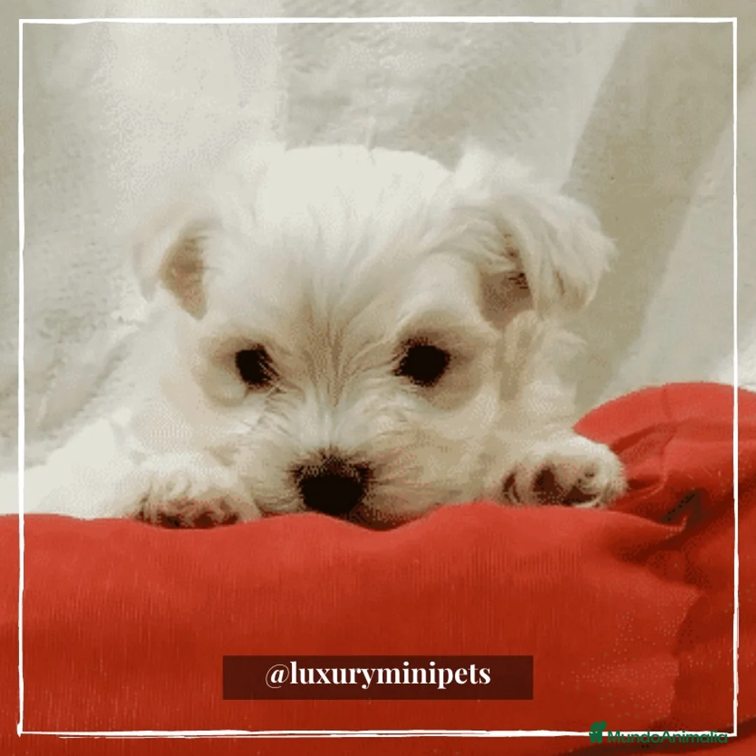 Bichón Maltés perros en venta: Camada de adorables Bichon Maltés en Madrid - Anuncio 4
