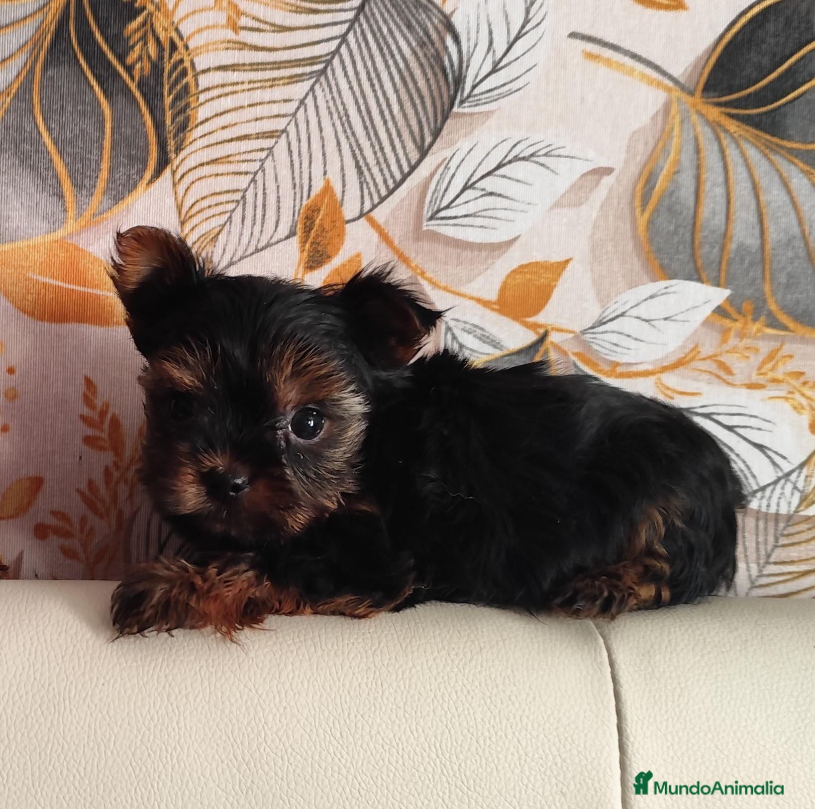 Yorkshire Terrier perros Yorkshire terrier toy - Anuncio 6