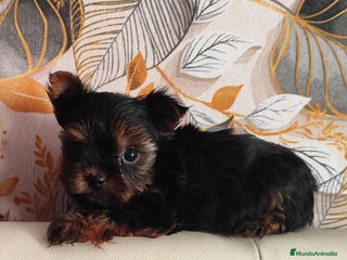 Yorkshire Terrier perros Yorkshire terrier toy - Anuncio 6