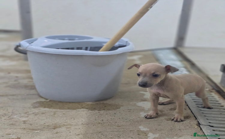 Pequeño Lebrel Italiano perros - Anuncio 4