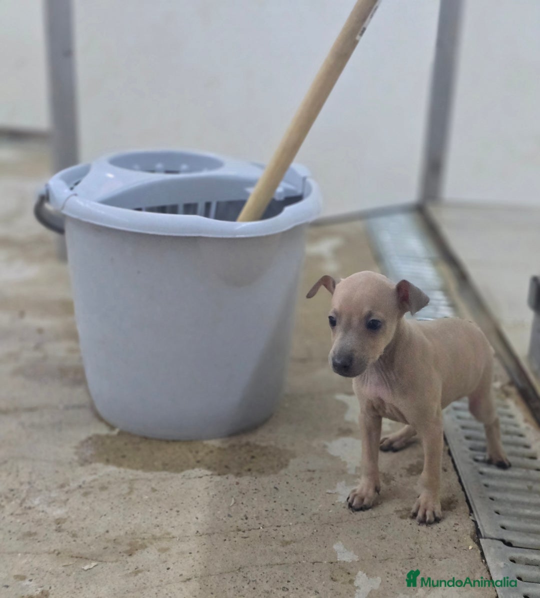 Pequeño Lebrel Italiano perros en venta: Lebrel isabelino pequeño - Imagen 1