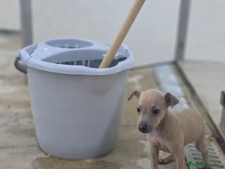 Pequeño Lebrel Italiano perros - Anuncio 3