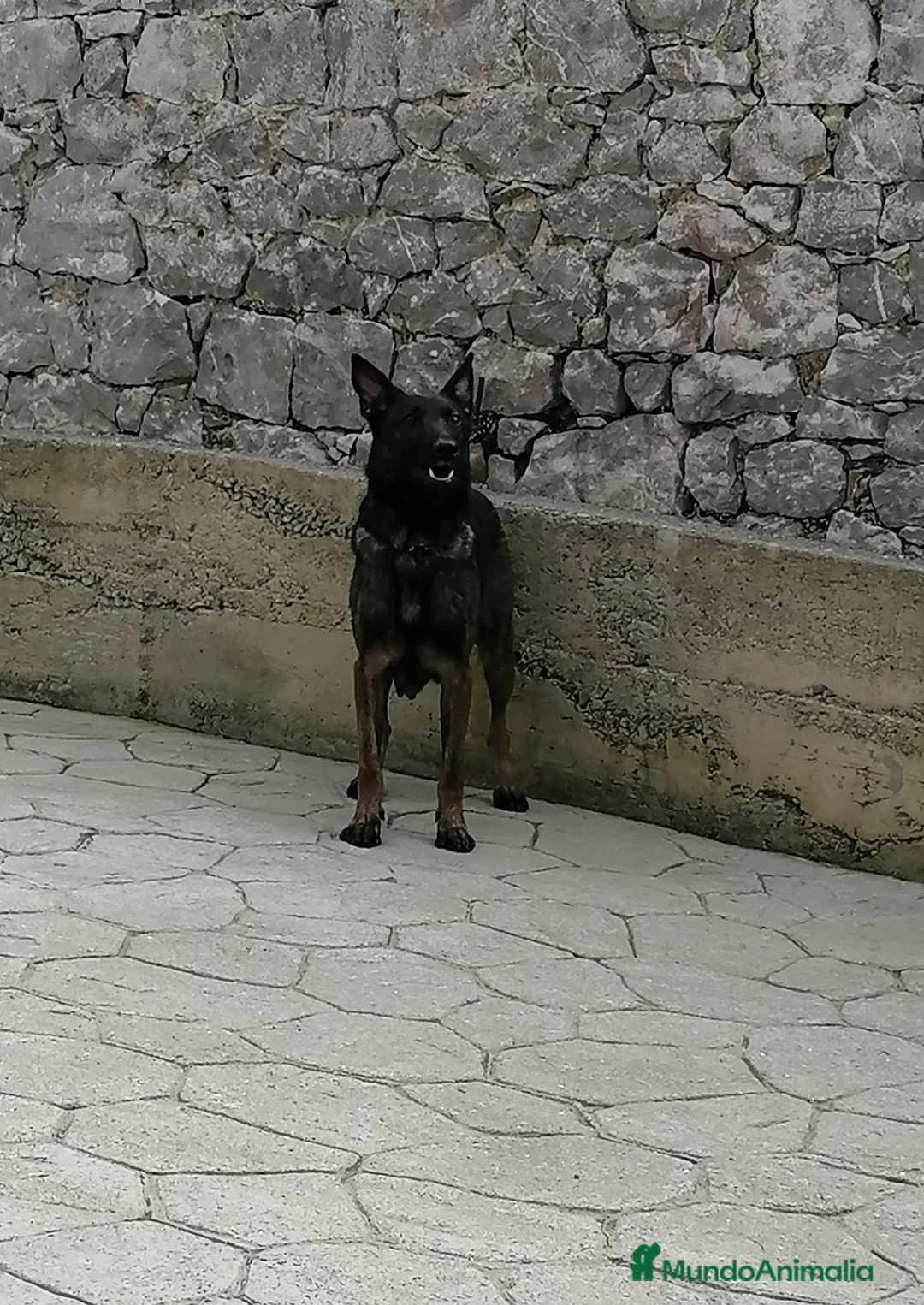 Raza Mixta perros en venta: Cachorros de li neas checas y pastor molinois - Anuncio 5