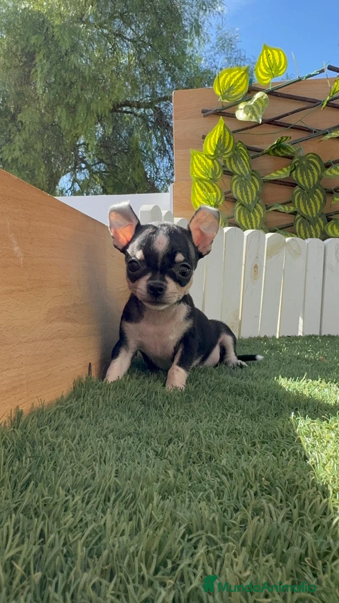 Chihuahua perros en venta: CHIHUAHUA HEMBRA - Imagen 15