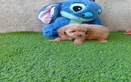 Maltipoo perros en venta: PRECIOSO MALTIPOO - Imagen 2