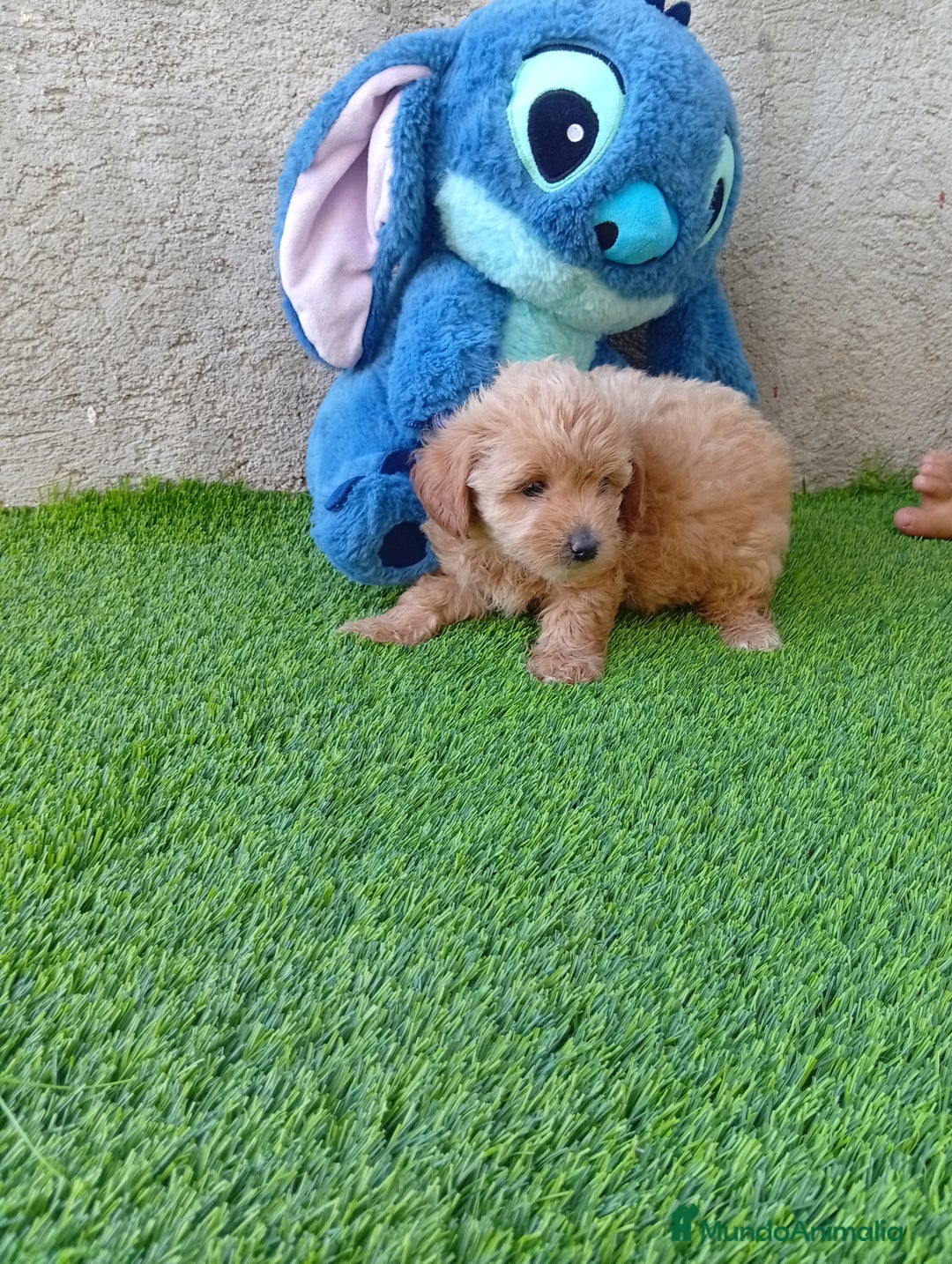 Maltipoo perros en venta: PRECIOSO MALTIPOO - Imagen 2