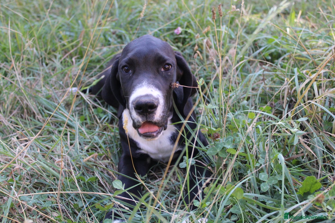 Dogo Alemán perros en venta: Dogo alemán/ gran danés disponibles - Imagen 7