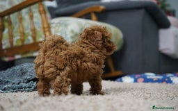 Caniche Toy perros en venta: 🐾 Atom – Caniche Toy rojo intenso ❤️✨ - Anuncio 5