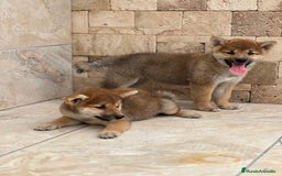 Shiba Inu perros en venta: Shiba Inu preciosos  - Imagen 1