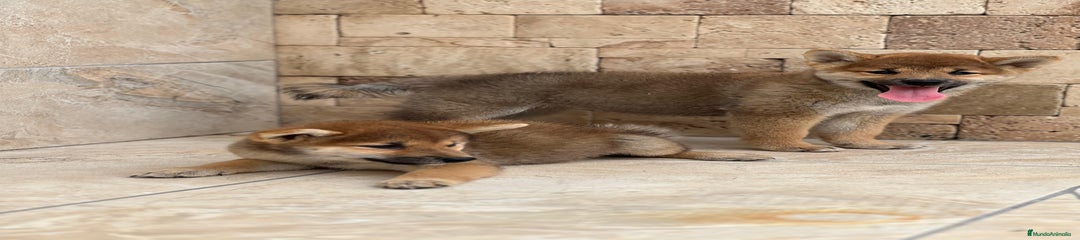 Shiba Inu Cachorro 1