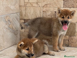 Shiba Inu perros - Anuncio 9