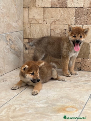 Shiba Inu perros - Anuncio 9