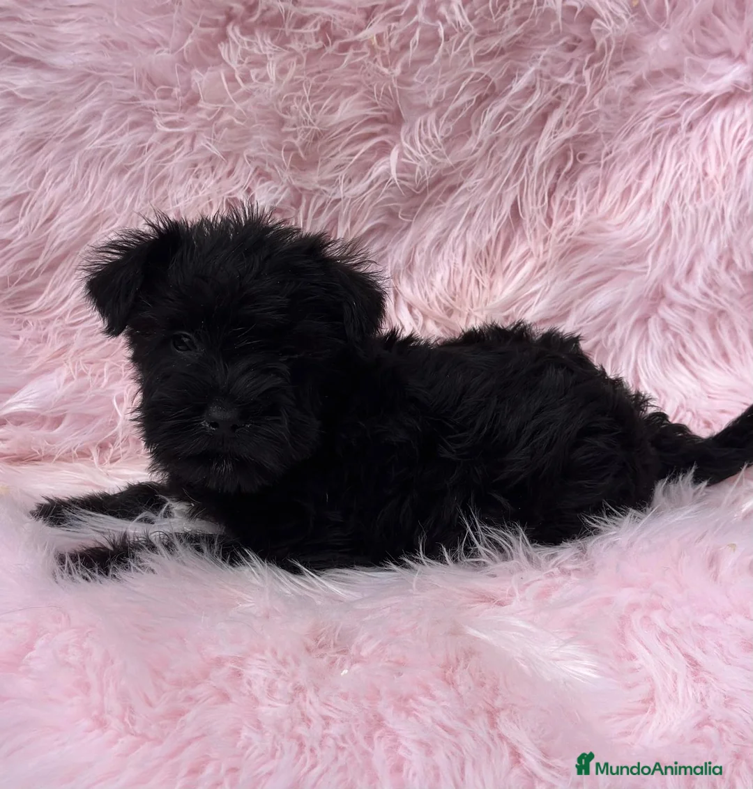 Schnauzer Miniatura perros en venta: Schnauzer miniatura  en Barcelona - Anuncio 5