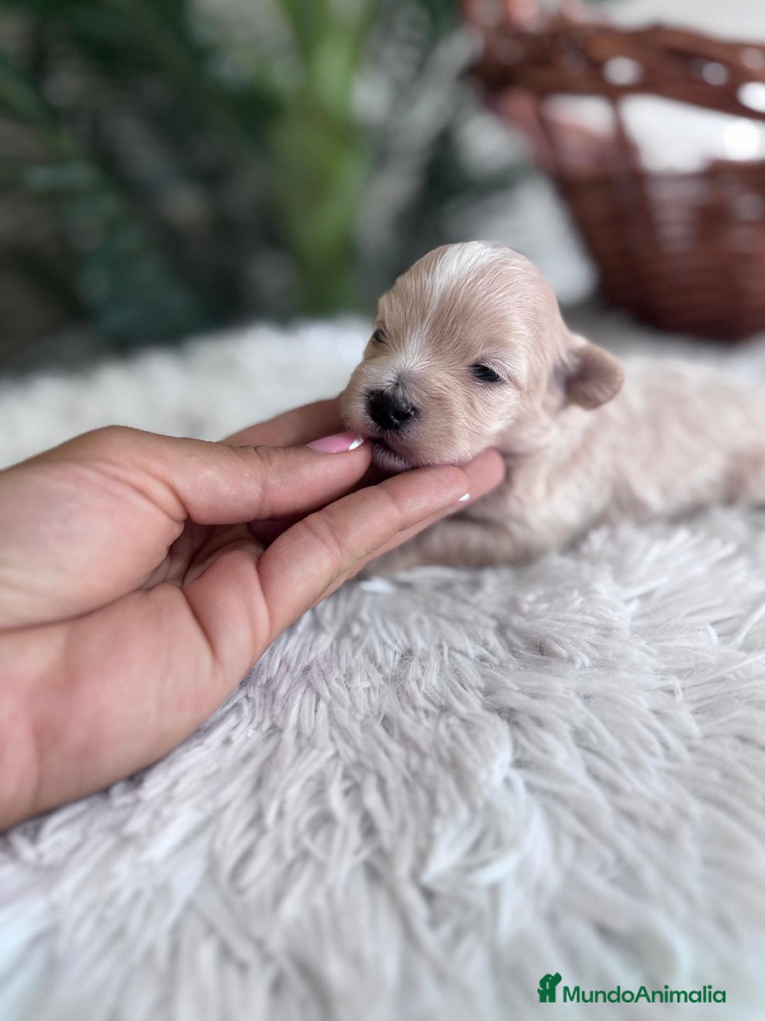 Maltipoo perros en venta: MALTIPOO MACHO - Imagen 8
