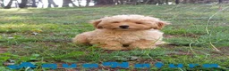 Havapoo perros en venta: Havapoo Macho de Leo y Can 1877 - Anuncio 1