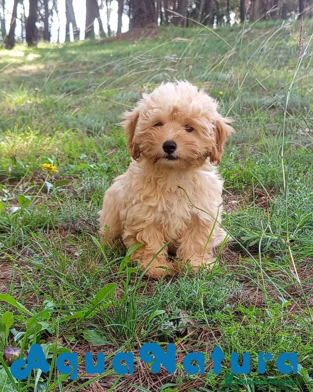 Havapoo perros en venta: Havapoo Macho de Leo y Can 1877 - Anuncio 1