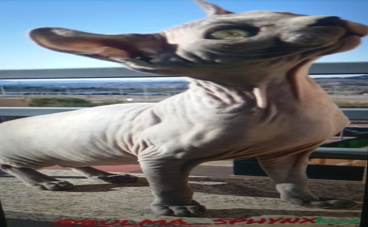 Sphynx gatos - Propaganda 10