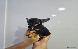 Chihuahua perros en venta: Increíbles chihuahuas toy merles - Imagen 19