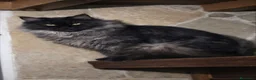 Maine Coon gatos en venta: Gatitos maine coon nacidos el 01/06/2026 - Anuncio 4