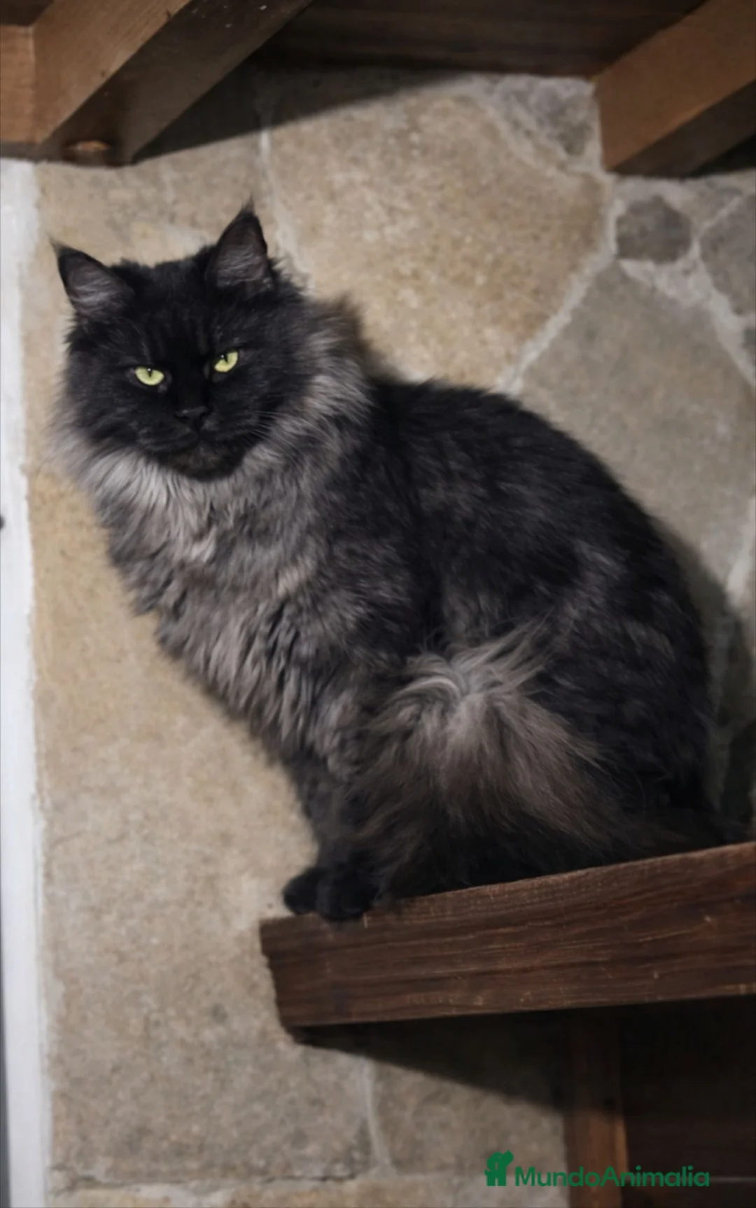 Maine Coon gatos en venta: Gatitos maine coon nacidos el 01/06/2026 - Anuncio 4