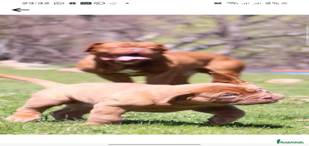 Imagen de galería {{count}}