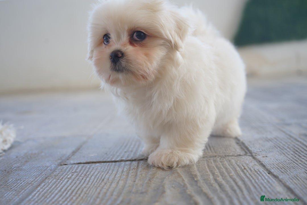 Maltipoo perros en venta: ✨ Snow & Carnival ✨ - Imagen 3