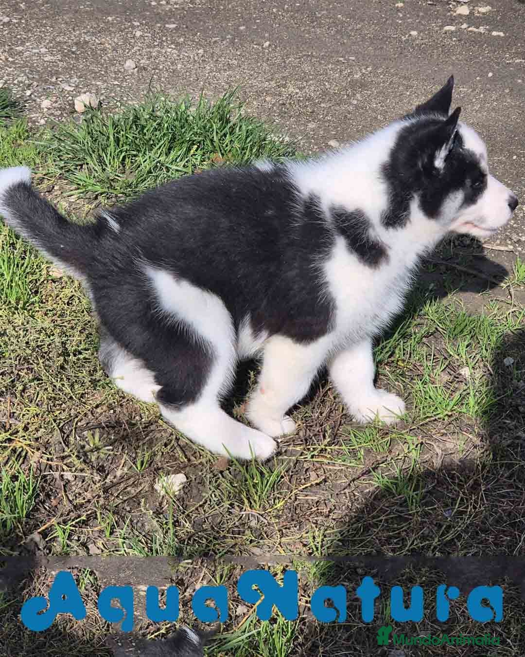 Husky Siberiano perros Husky Siberiano Hembra - AQUANATURA en Barcelona - Anuncio 2