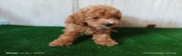 Caniche Enano perros en venta: caniche enano - Anuncio 3