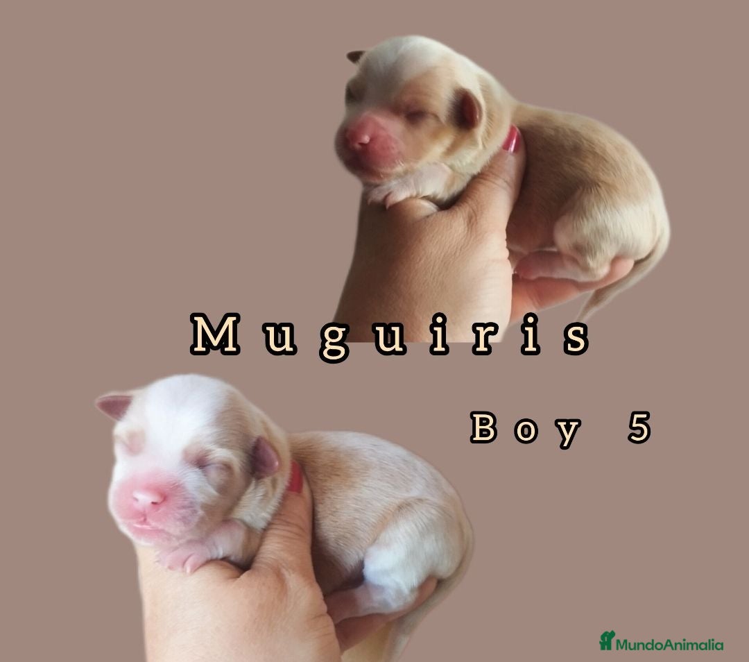 Bichón Habanero perros Muguiris Macho 5 - Anuncio 1