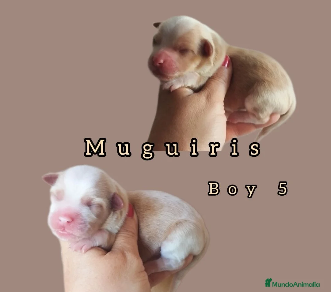 Bichón Habanero perros en venta: Muguiris Macho 5 - Anuncio 1