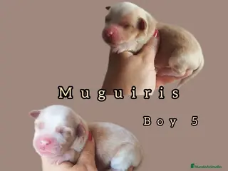 Bichón Habanero perros Muguiris Macho 5 - Anuncio 2