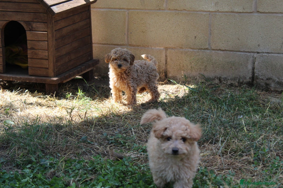 Caniche Enano perros en venta: Caniche enana  - Imagen 4