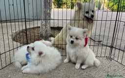 Pomerania perros en venta: Pomerania camada blanco  - Imagen 4