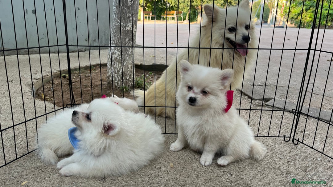 Pomerania perros en venta: Pomerania camada blanco  - Imagen 4