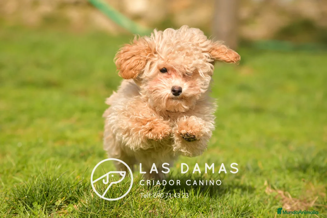 Caniche Enano perros en venta: Caniche Enano - Anuncio 6