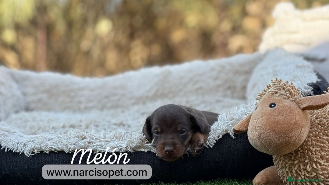 Teckel Miniatura perros en venta: TECKEL MACHO - Imagen 5