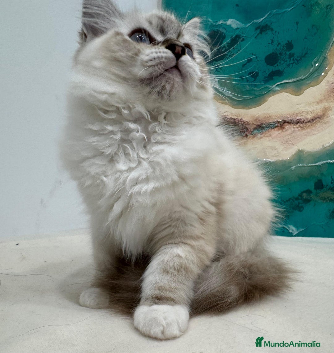 Ragdoll gatos en venta: Gatito ragdoll macho Seal Tabby Mitted - Anuncio 1