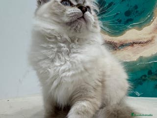 Ragdoll gatos Gatito ragdoll macho Seal Tabby Mitted - Anuncio 22