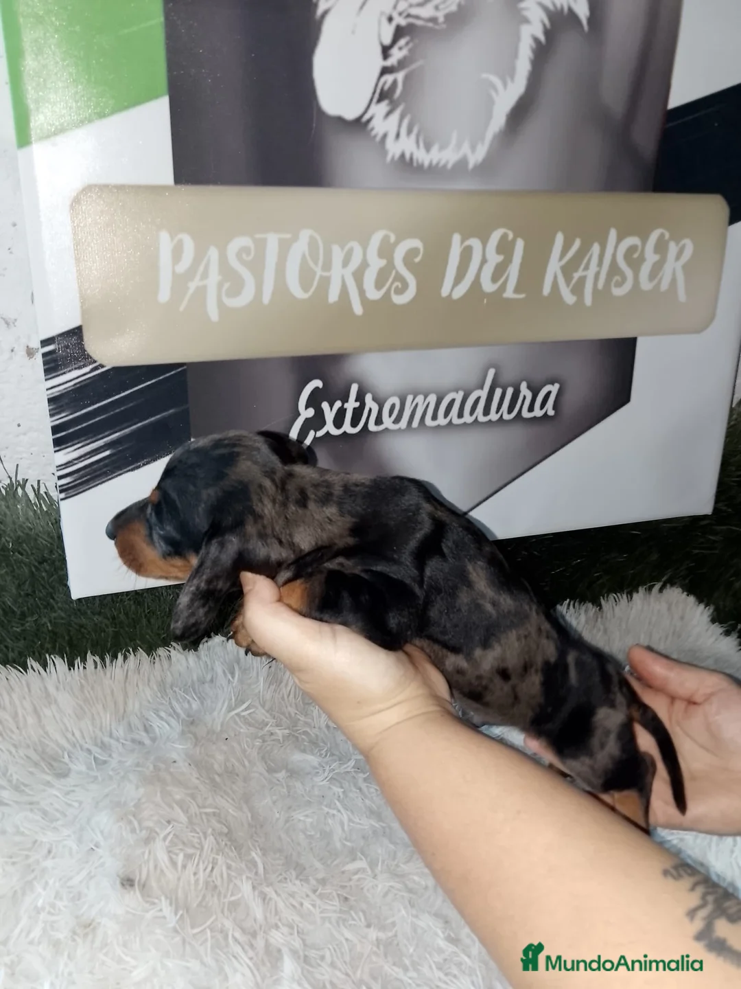 Teckel perros en venta: Teckel  arlequín  - Anuncio 1