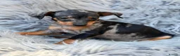 Pinscher Miniatura perros en venta: MINI PINCHER  - Anuncio 4