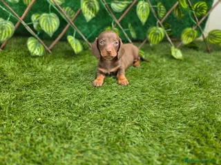 Teckel Miniatura perros TECKEL KANNINCHEN CHOCOLATE - Anuncio 2