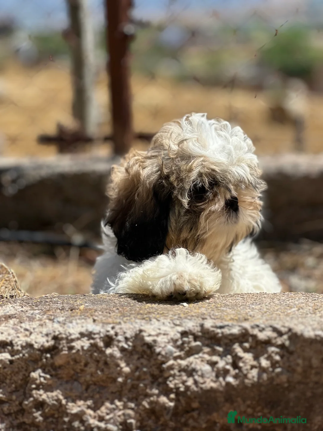 Shih Tzu perros en venta: SHIH TZU TOY DISPONIBLE - Anuncio 5