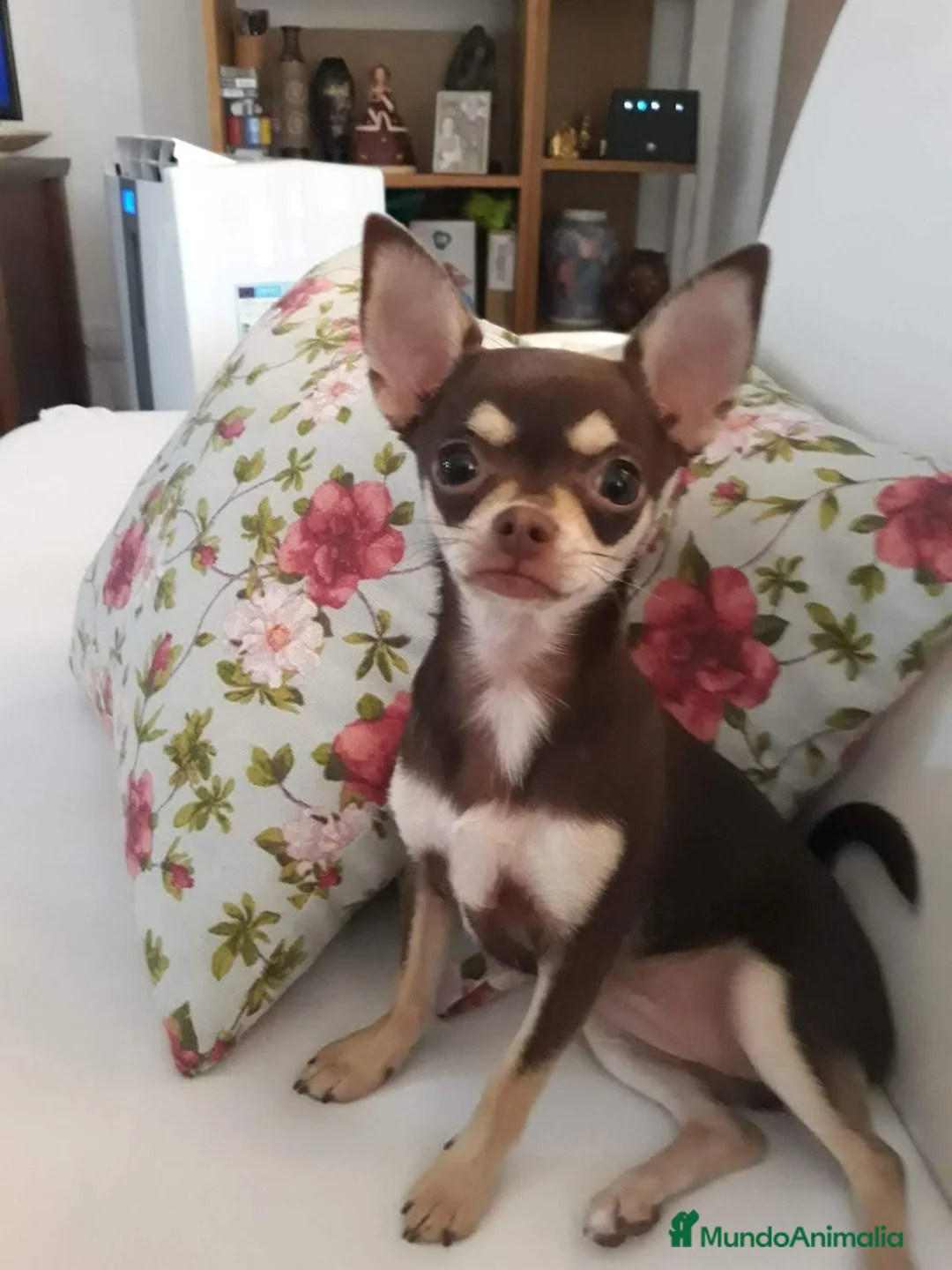 Chihuahua perros en venta: Chihuahua miniatura en Badajoz - Anuncio 2