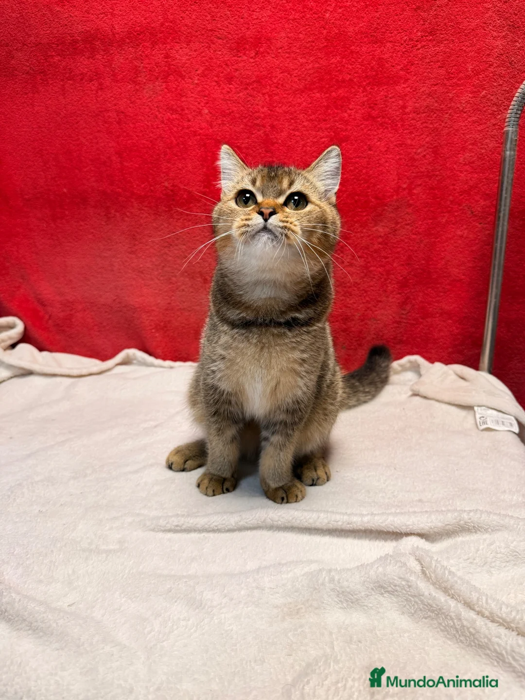 Británico de Pelo Corto gatos en venta: Monísimo British Golden Tabby Negro  - Anuncio 2