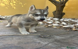 Husky Siberiano perros en venta: Siberian husky camada - Imagen 9