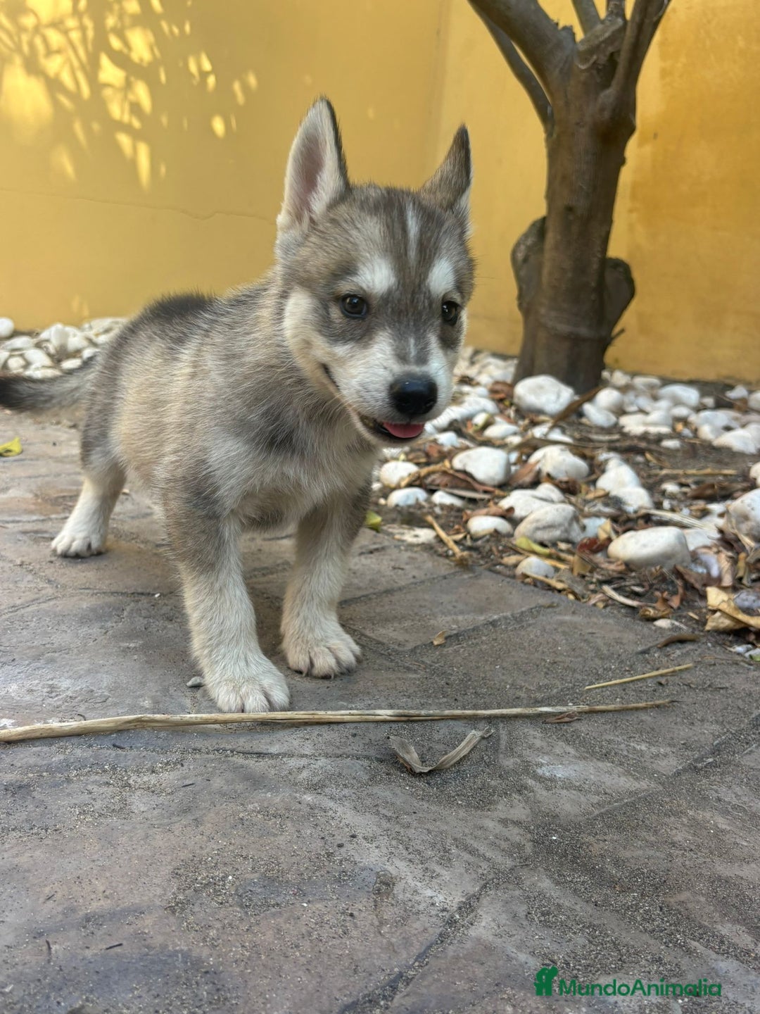 Husky Siberiano perros en venta: Siberian husky camada - Imagen 9