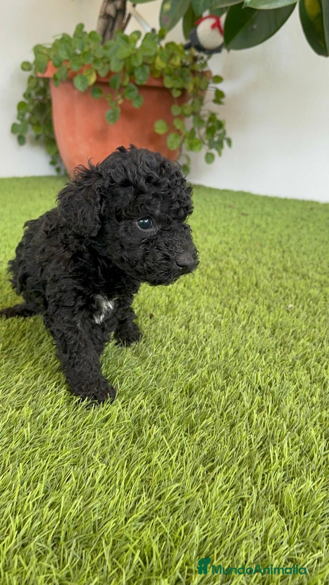 Perro de Agua Español perros en venta: PERRO DE AGUA ESPAÑOL HEMBRA - Imagen 10